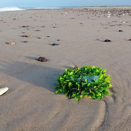 Holiday home 8 Person In Fjerritslev-by Traum Torup Strand